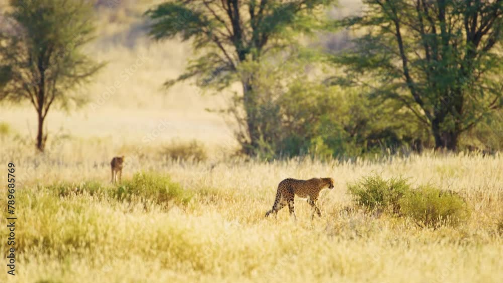 A wide angle shot an African Leopard (Cheetah) Panthera pardus walking in Savanah A wide angle shot an African Leopard (Cheetah) Panthera pardus walking in Savanah
