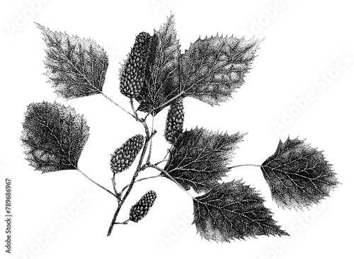 Silver Birch Leaves
