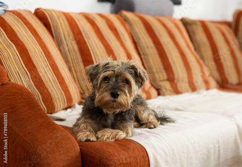 Terrier dog on sofa photo