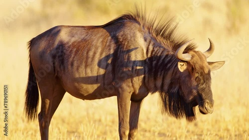 Full body close up of a blue wildebeest (Connochaetes taurinus) photo