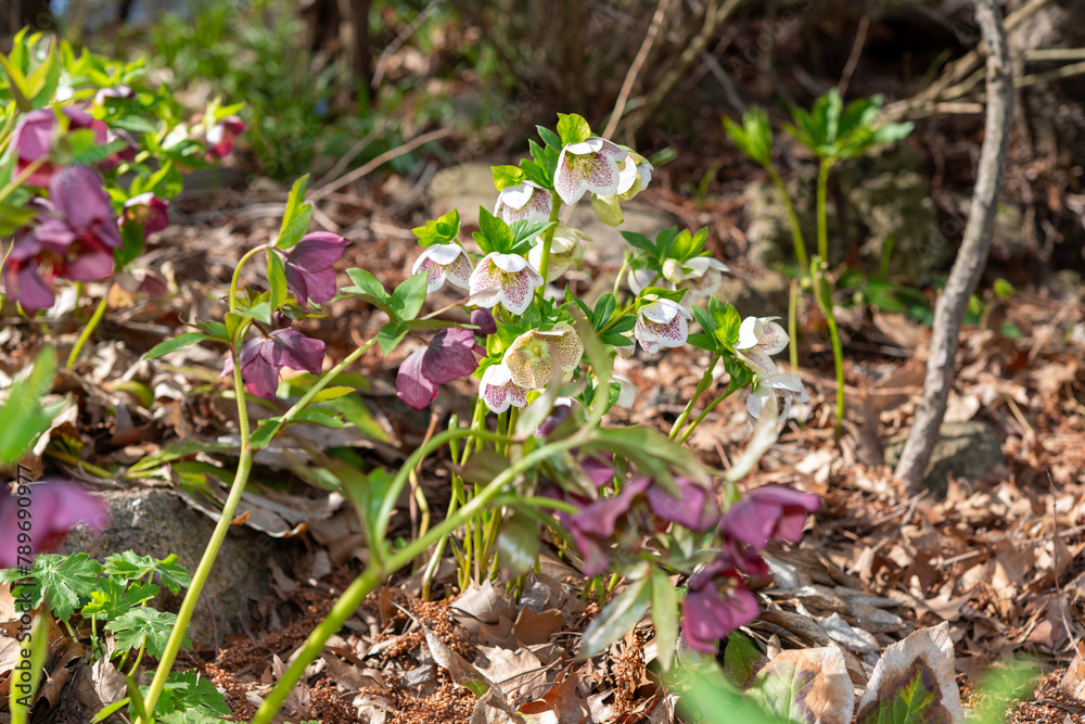 purple and white hellebores in bloom at the park purple and white hellebores in bloom at the park