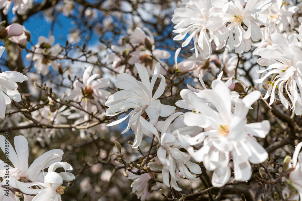 close-up of white star magnolia blossoms in springtime close-up of white star magnolia blossoms in springtime
