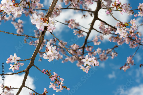 cherry tree blossoms on a blue sky in spring