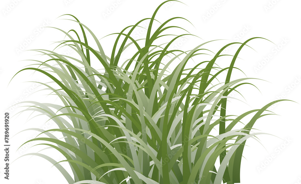 Fototapeta premium grass clipart trannsparent background