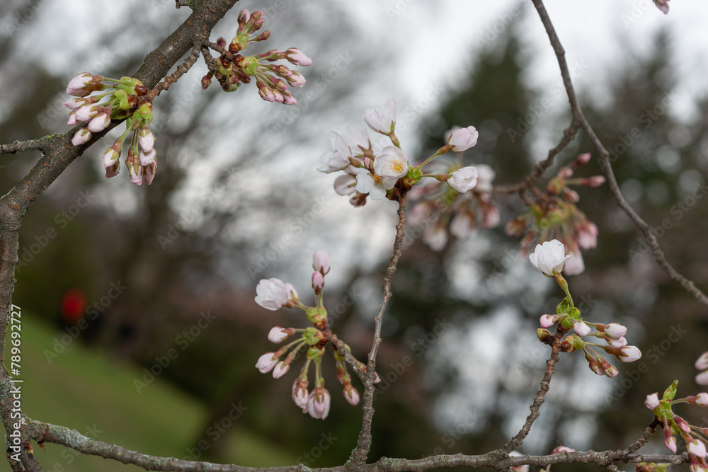 intentionally skewed horizon line adds a touch of whimsy and spontaneity to sakura blossoms about to unfurl intentionally skewed horizon line adds a touch of whimsy and spontaneity to sakura blossoms about to unfurl
