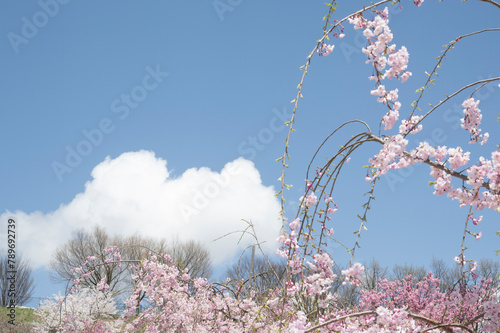 青空と満開のしだれ桜