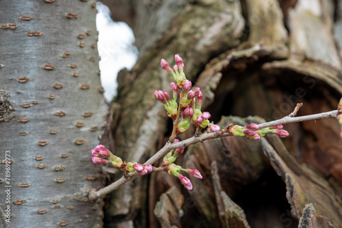 sakura blossom buds contrasted with defocused cankerous cavities or heart rot hollows in the park photo
