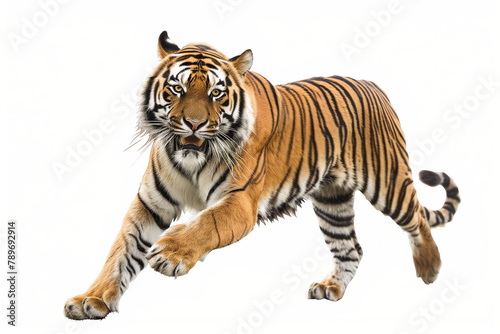 tiger isolated on white background