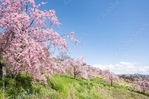 青空と満開のしだれ桜