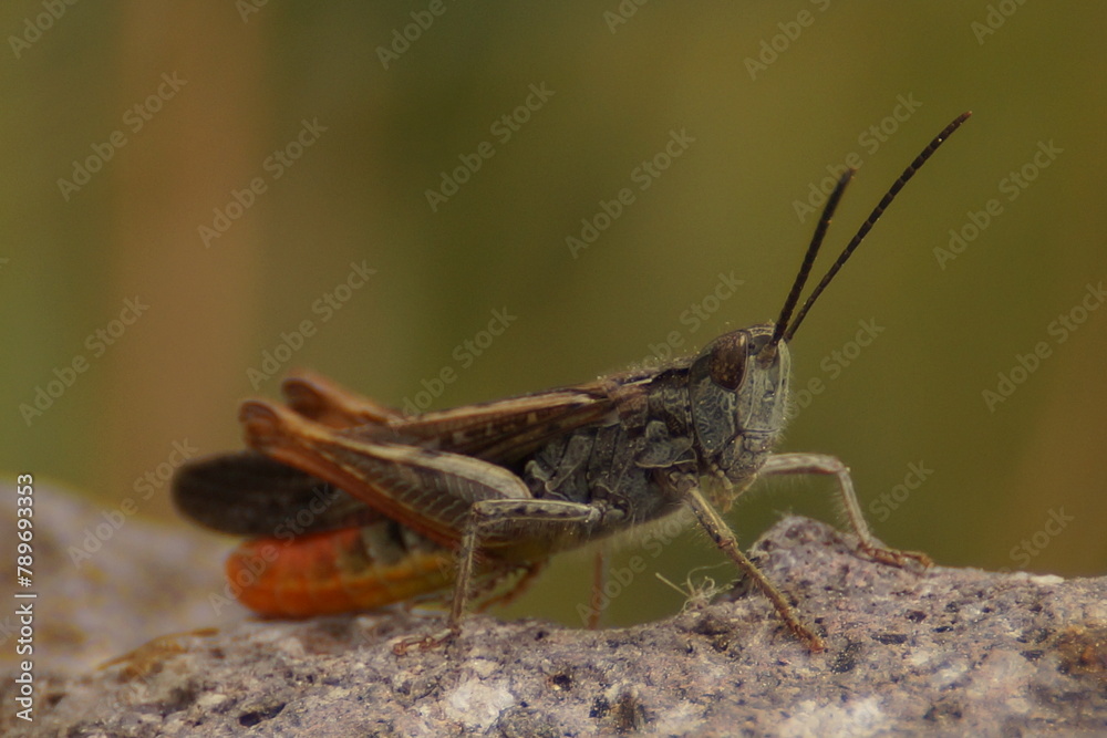 grasshopper on the grass