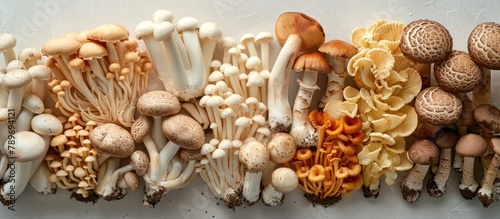 Diverse Mushrooms Growing on Wall