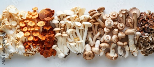 Diverse Mushroom Collection