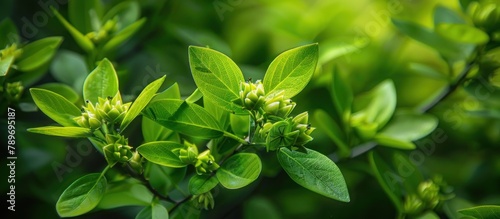 Close-Up of Lush Green Plant Leaves