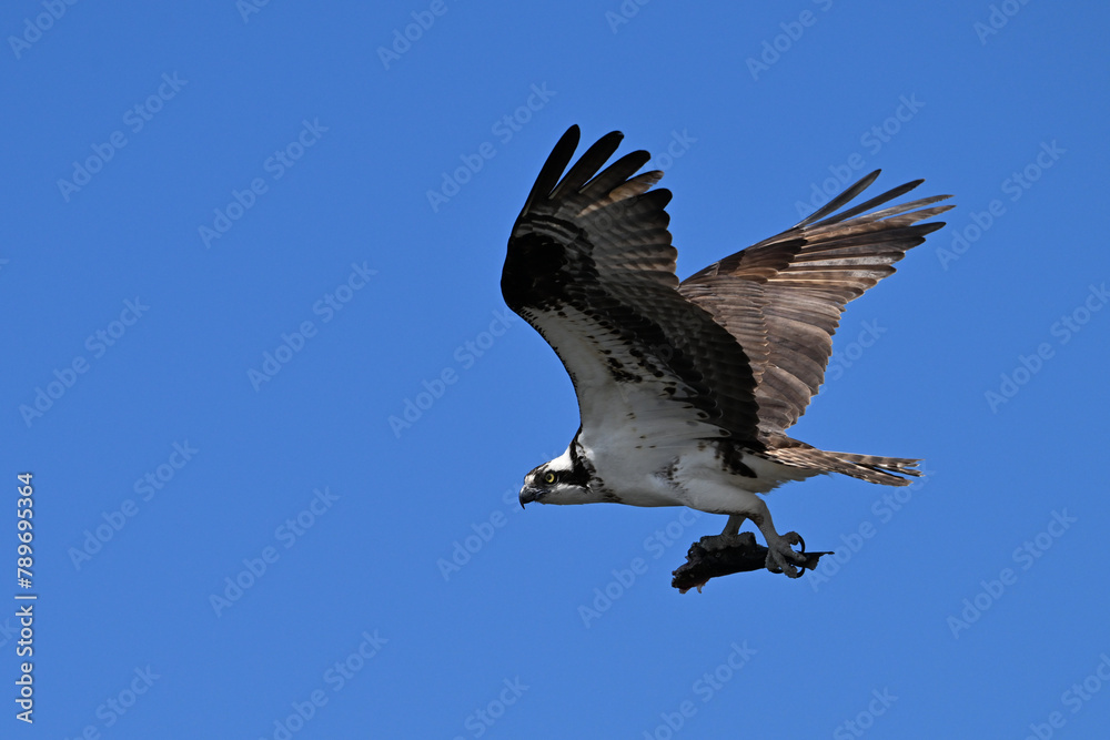Obraz premium Osprey in flight with wings spread carrying a half eaten fish in its talons