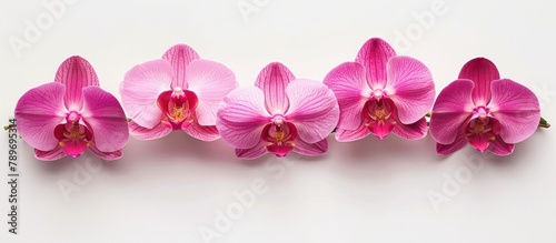 Row of Pink Orchids on White Background