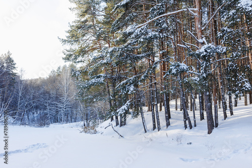  The forest in winter 