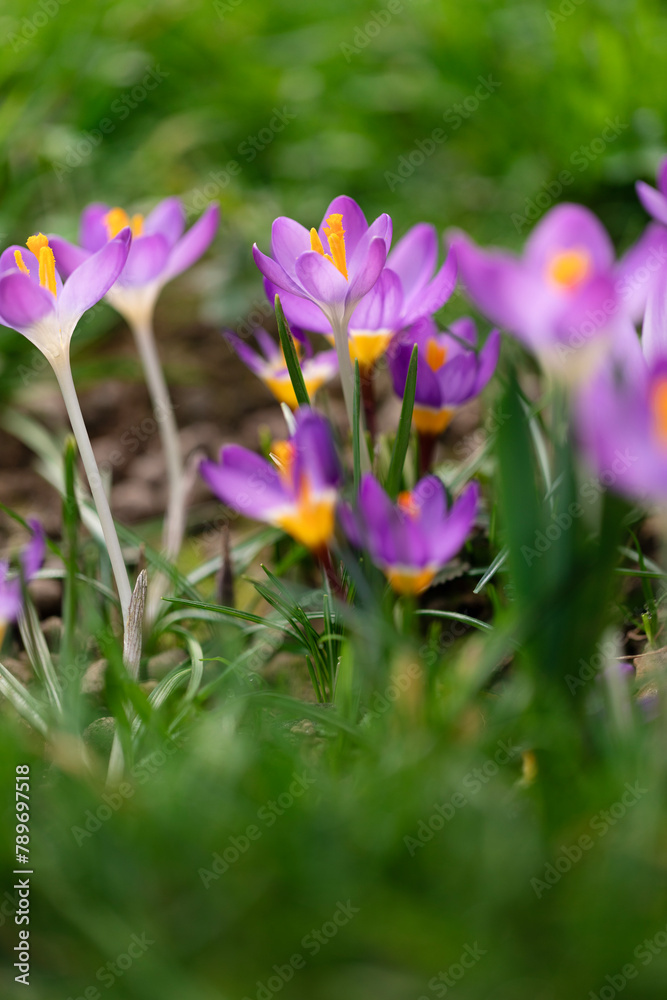 Bunch of crocus flowers blooming in early spring in lawn Bunch of crocus flowers blooming in early spring in lawn