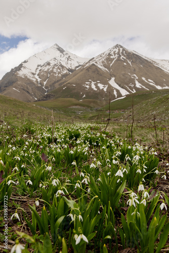 mountains and flowers photo