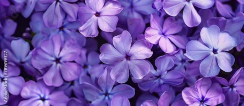 purple flower petals background 