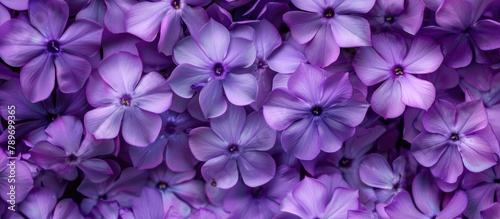 purple flower petals background 