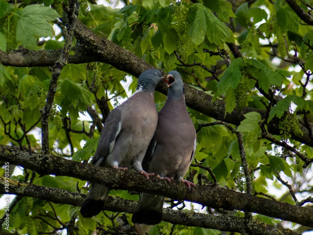 Obraz premium A courting male pursues his intended mate on the tree branches, circling her, with his neck feathers inflated and his tail spread, bowing and cooing all the while.