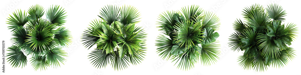 custom made wallpaper toronto digitalset of palm plants aerial view isolated on white or transparent background cutout png clipping path
