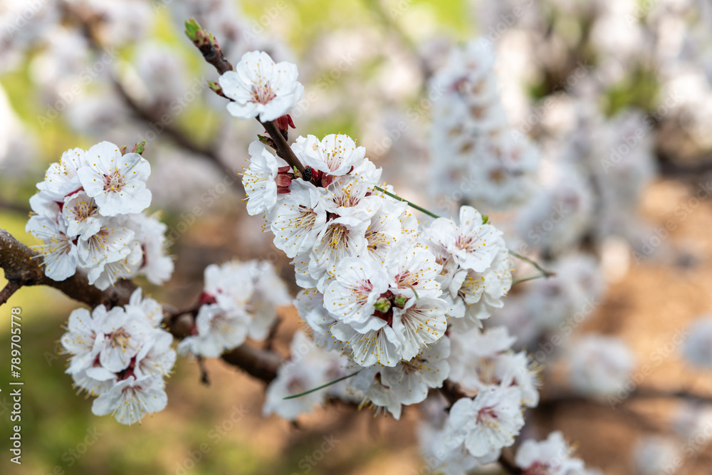 close-up of blossoms on a branch close-up of blossoms on a branch