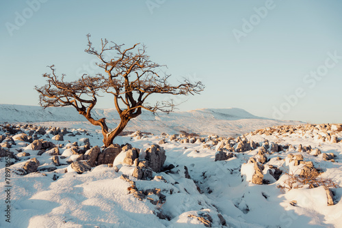 Tree and snow covered limestone pavement with Whernside at sunse photo