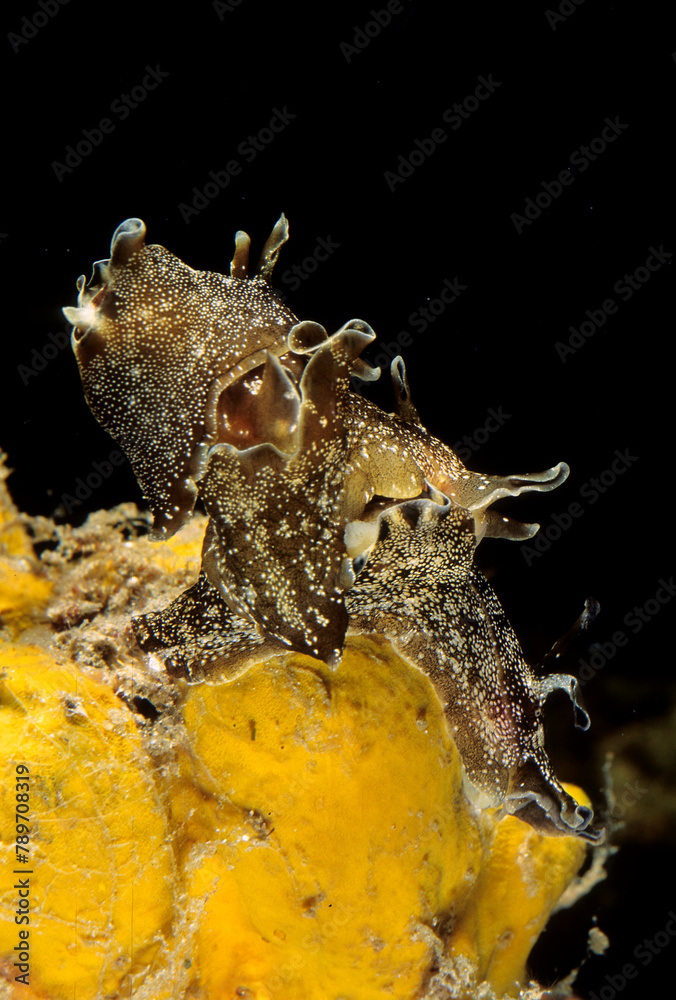 Spotted sea-hare, Spotted sea-hares, Other animals, Sea snails, Snails ...