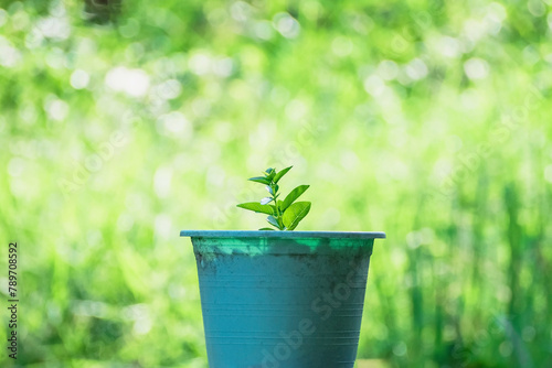 Small premna plants in plastic pot on green nature blur background
