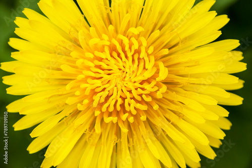 bright yellow dandelions among green foliage