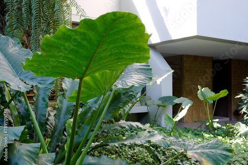 Green tropical garden at courtyard