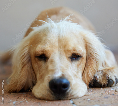 Dog, cocker spaniel and relax or rest outdoor with face on paving, calm and peaceful furry pet. Animal, puppy and fluffy companion for security, support and mental health on backyard floor of home