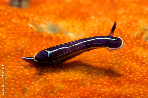Dorid nudibranch or sea slug, 
Search alamy
All images
Search alamy
Hypselodoris messinensis = fontandraui Nudibranch, Hypselodoris gasconi, Mollusca, Nudibranchia, Sardegna, (Sardinia), Italy photo