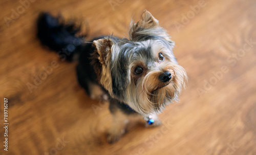 Home, dog and cute pet with puppy, best friend and obedient with top view in living room. Portrait, animal and hair in house with care, adoption and Yorkshire terrier with mammal and furry