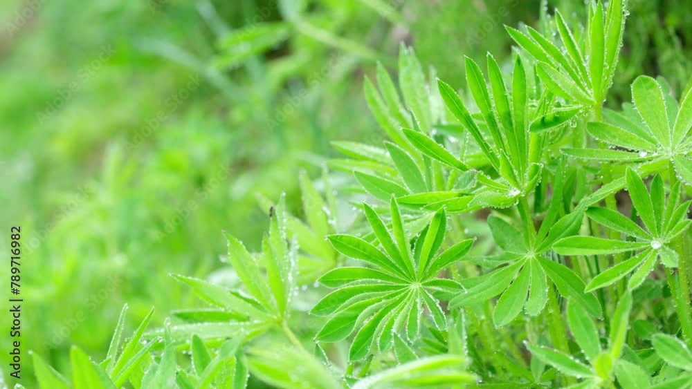 Plant leaves with raindrops sway in the wind on a summer day.