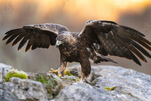 Golden Eagle His Wingspan Showing   photo