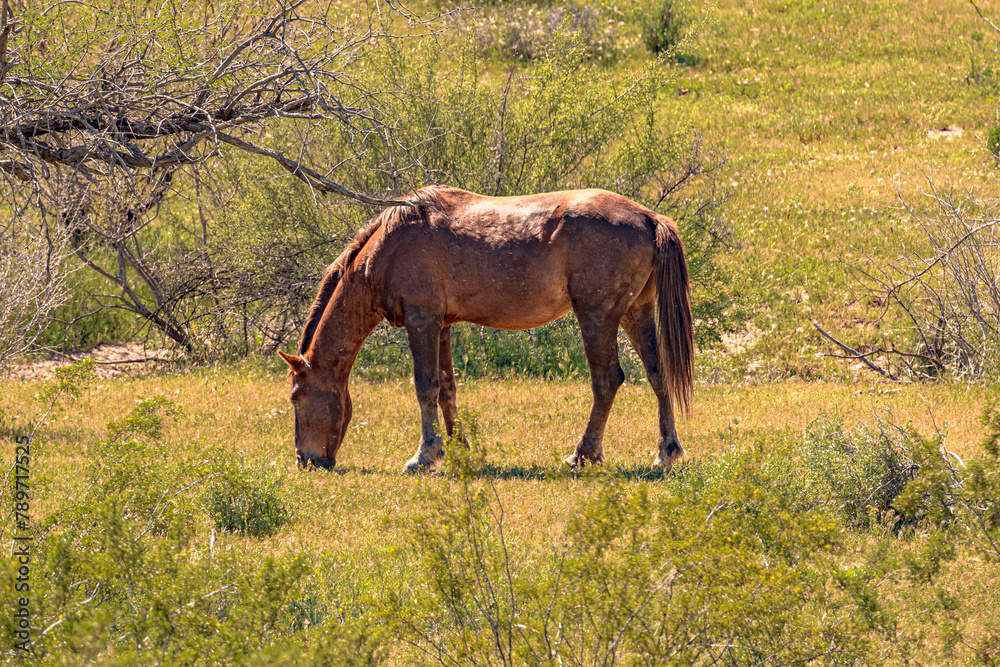 Wild horse grazing in the Sonoran dessert Wild horse grazing in the Sonoran dessert
