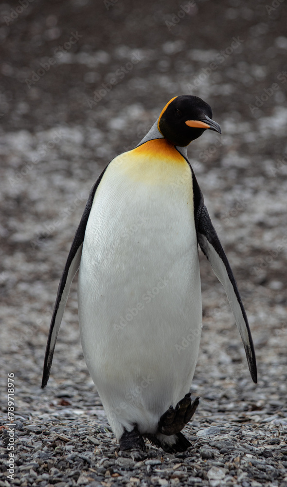 Naklejka premium King Penguin in Argentina. 