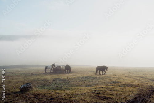 Horses grazing on farmland in fog. photo