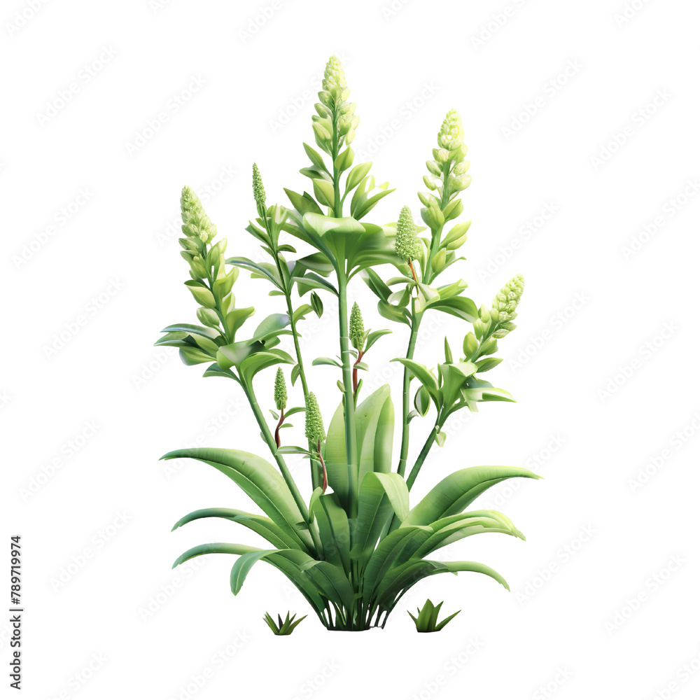 Beautiful Plants Isolated On White Background Beautiful Plants Isolated On White Background