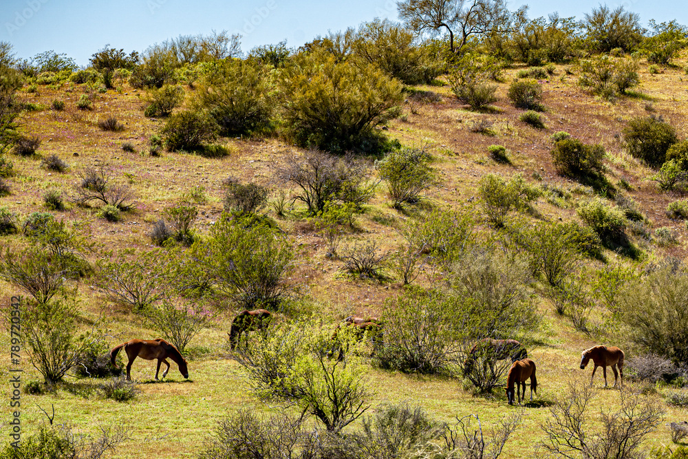 Wild horses or Mustangs graze in the Arizona desert