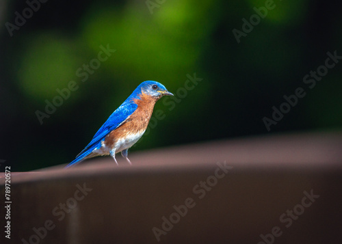 Eastern Bluebird at Cullinan Park in Sugar Land, Texas photo