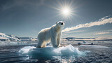 suffering polar bear stepping on ice melting, climate change, animal extintion