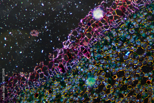 grassleaf sweelflag rhizome (Acorus gramineus) plant cells micrograph photo