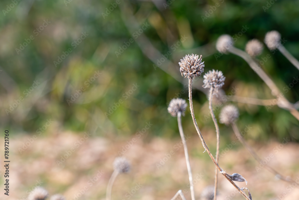 冬の枯れた植物が生き生きと 自然の風景 冬の枯れた植物が生き生きと 自然の風景