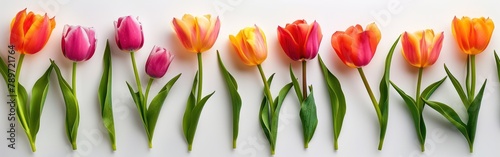 Colorful Blooming Tulips  Top View Spring Banner
