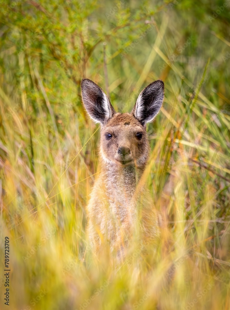 A young Western Grey kangaroo (Macropus fuliginosus).