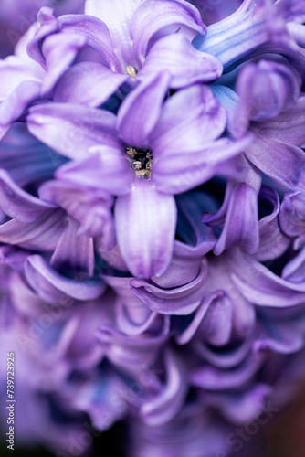 Extreme close-up of purple hyacinth flower