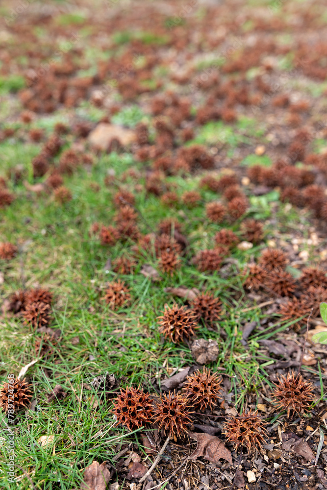 Fototapeta premium Mature spiny seed pod on the ground. American sweetgum tree ball, Liquidambar styraciflua